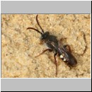 Nomada alboguttata - Wespenbiene m01 8mm - Sandgrube Niedringhaussee.jpg